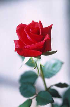 red-rose-tarot-symbol