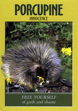 porcupine-power-animal