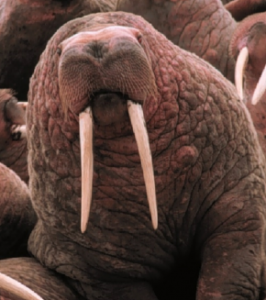 walrus