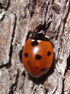 ladybug