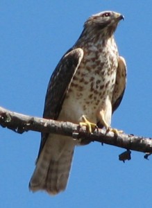 hawk-animal-spirit-guide