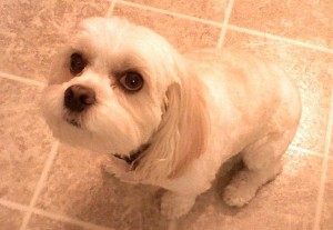 dog-small