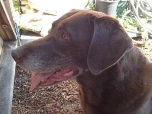 Sadie